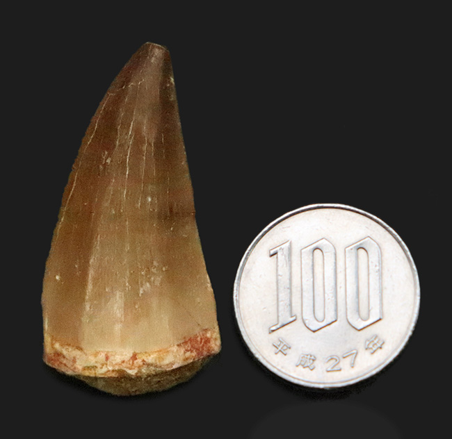 美品！エナメル質の状態が大変良好な、モササウルス（Mosasaurus