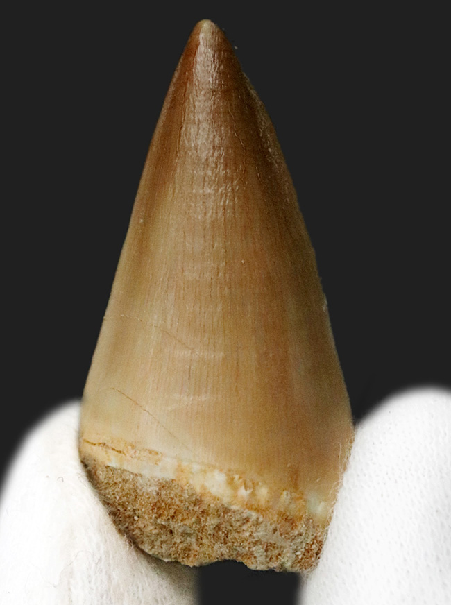 極めて良質！見事なエナメル質を誇る、白亜紀後期の王者、モササウルス（Mosasaurus）の歯化石（その2）