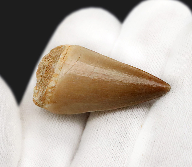 極めて良質！見事なエナメル質を誇る、白亜紀後期の王者、モササウルス（Mosasaurus）の歯化石（その3）