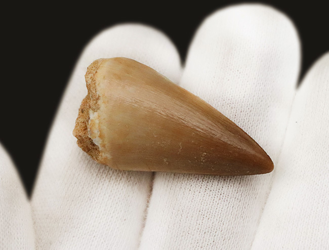 極めて良質！見事なエナメル質を誇る、白亜紀後期の王者、モササウルス（Mosasaurus）の歯化石（その4）