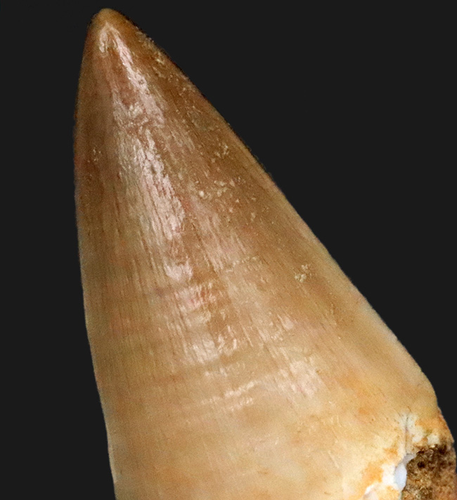 極めて良質！見事なエナメル質を誇る、白亜紀後期の王者、モササウルス（Mosasaurus）の歯化石（その5）