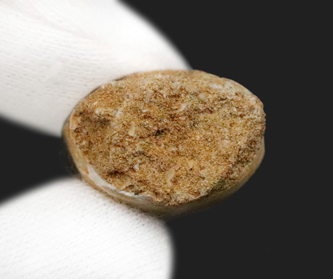 極めて良質！見事なエナメル質を誇る、白亜紀後期の王者、モササウルス（Mosasaurus）の歯化石（その6）