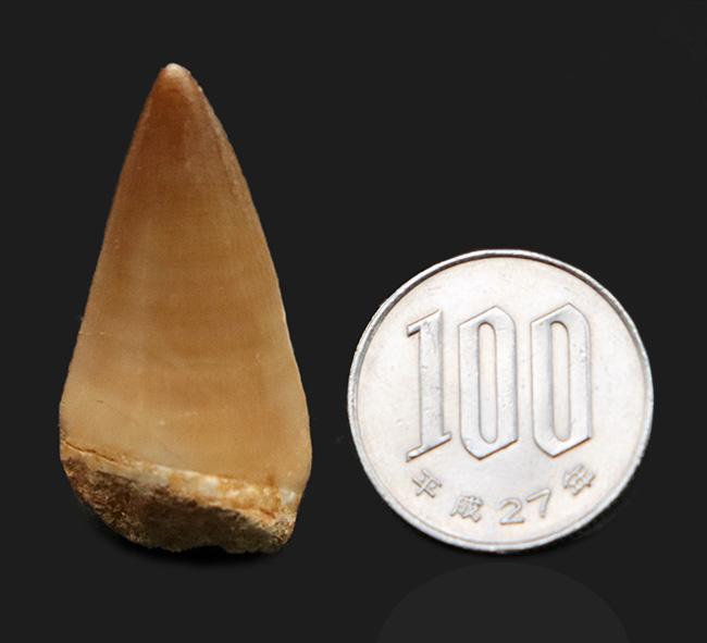 極めて良質！見事なエナメル質を誇る、白亜紀後期の王者、モササウルス（Mosasaurus）の歯化石（その8）