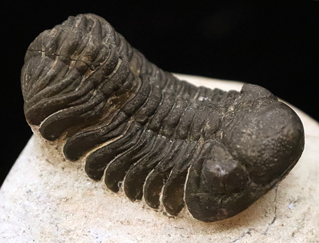 ダイナミックなポーズが印象的！細部まで精緻にクリーニングされた三葉虫、ペディノパリオプス（Pedinopariops）の上質標本（その1）