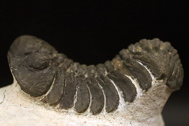 ダイナミックなポーズが印象的！細部まで精緻にクリーニングされた三葉虫、ペディノパリオプス（Pedinopariops）の上質標本（その10）