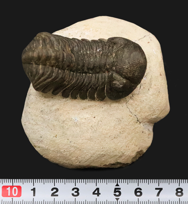 ダイナミックなポーズが印象的！細部まで精緻にクリーニングされた三葉虫、ペディノパリオプス（Pedinopariops）の上質標本（その11）