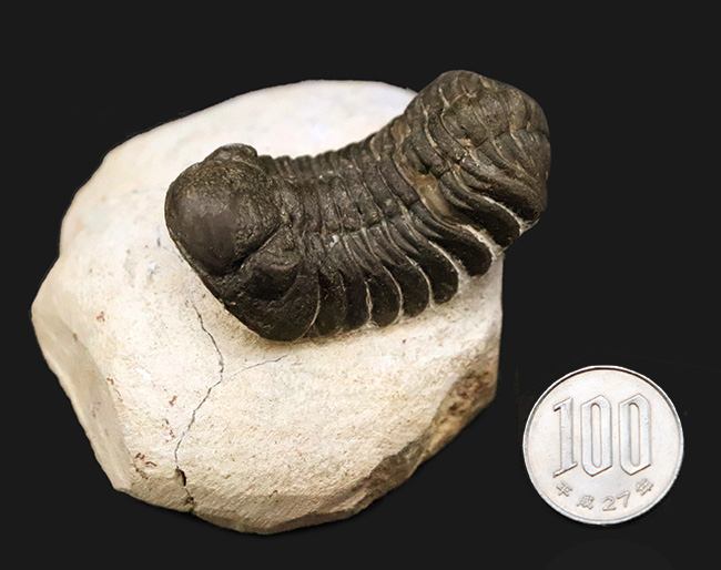 ダイナミックなポーズが印象的！細部まで精緻にクリーニングされた三葉虫、ペディノパリオプス（Pedinopariops）の上質標本（その12）