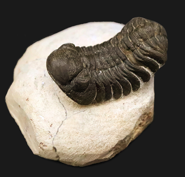 ダイナミックなポーズが印象的！細部まで精緻にクリーニングされた三葉虫、ペディノパリオプス（Pedinopariops）の上質標本（その2）