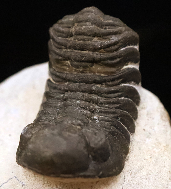 ダイナミックなポーズが印象的！細部まで精緻にクリーニングされた三葉虫、ペディノパリオプス（Pedinopariops）の上質標本（その3）