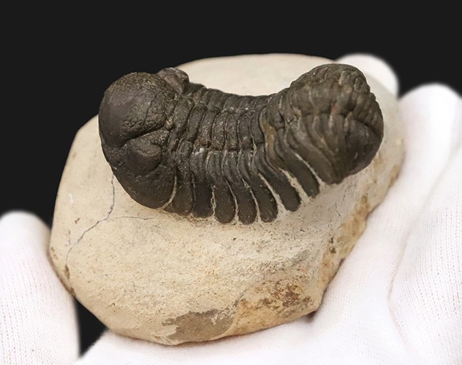 ダイナミックなポーズが印象的！細部まで精緻にクリーニングされた三葉虫、ペディノパリオプス（Pedinopariops）の上質標本（その4）