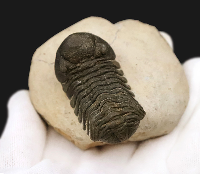 ダイナミックなポーズが印象的！細部まで精緻にクリーニングされた三葉虫、ペディノパリオプス（Pedinopariops）の上質標本（その5）