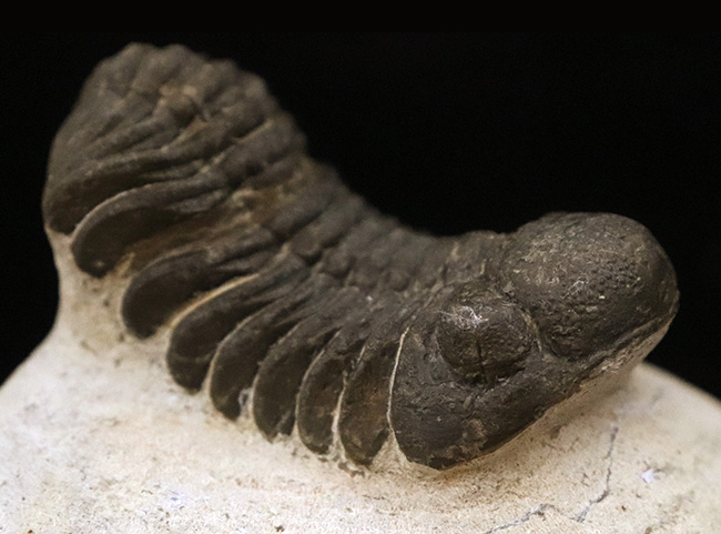 ダイナミックなポーズが印象的！細部まで精緻にクリーニングされた三葉虫、ペディノパリオプス（Pedinopariops）の上質標本（その6）