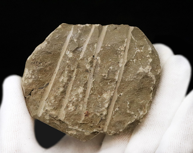 ダイナミックなポーズが印象的！細部まで精緻にクリーニングされた三葉虫、ペディノパリオプス（Pedinopariops）の上質標本（その7）