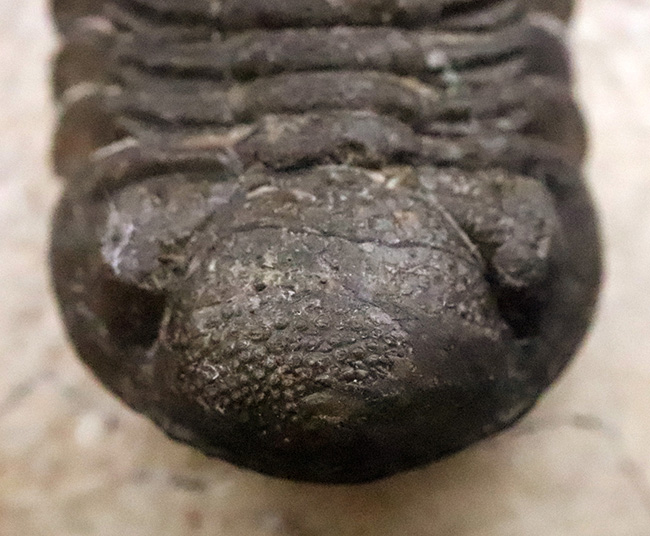 ダイナミックなポーズが印象的！細部まで精緻にクリーニングされた三葉虫、ペディノパリオプス（Pedinopariops）の上質標本（その8）