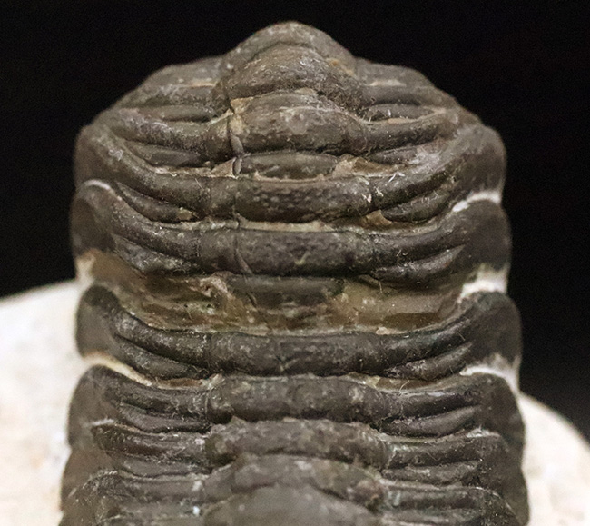 ダイナミックなポーズが印象的！細部まで精緻にクリーニングされた三葉虫、ペディノパリオプス（Pedinopariops）の上質標本（その9）