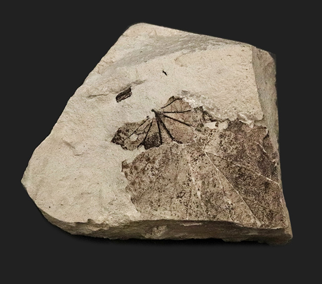 国内化石マニアックシリーズ！掌状脈が見られる神戸層群の葉の化石（Leaf fossil）（その1）