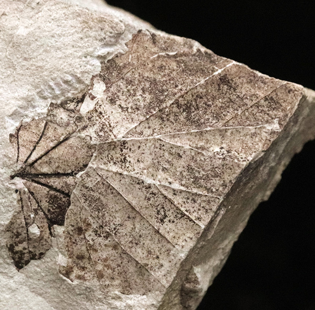 国内化石マニアックシリーズ！掌状脈が見られる神戸層群の葉の化石（Leaf fossil）（その2）