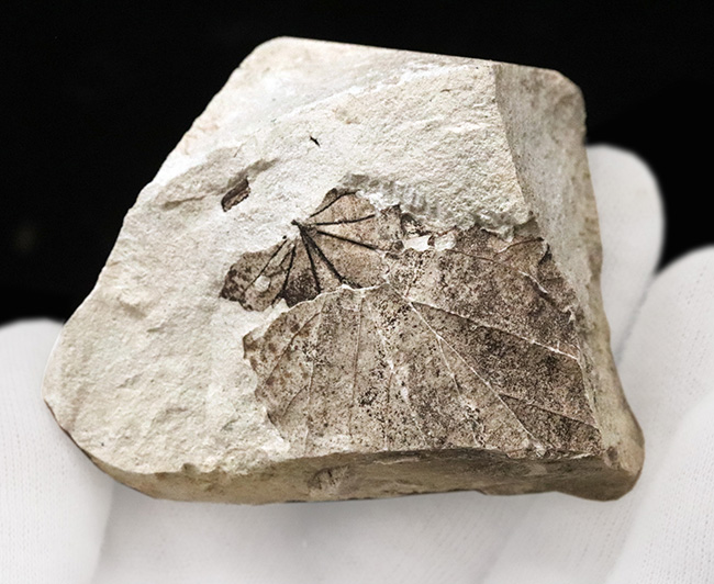 国内化石マニアックシリーズ！掌状脈が見られる神戸層群の葉の化石（Leaf fossil）（その3）