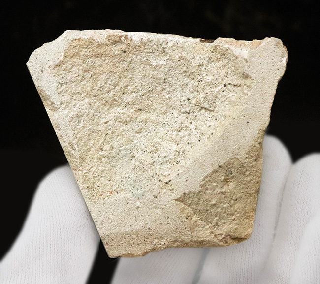 国内化石マニアックシリーズ！掌状脈が見られる神戸層群の葉の化石（Leaf fossil）（その4）