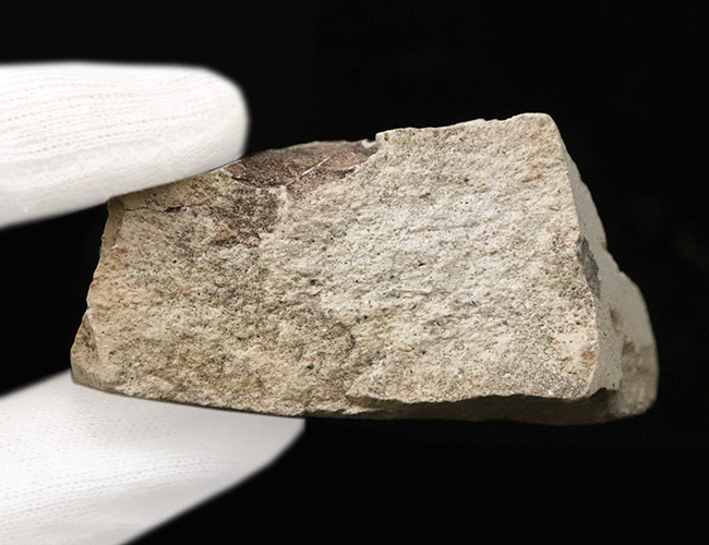 国内化石マニアックシリーズ！掌状脈が見られる神戸層群の葉の化石（Leaf fossil）（その5）