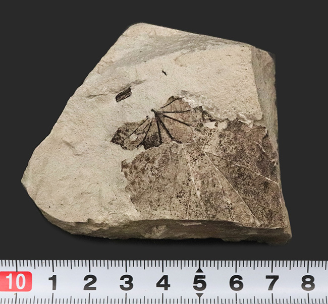 国内化石マニアックシリーズ！掌状脈が見られる神戸層群の葉の化石（Leaf fossil）（その6）