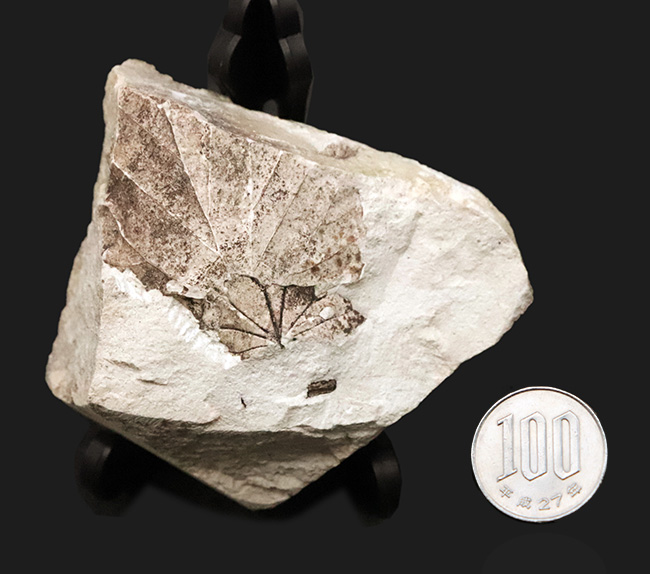 国内化石マニアックシリーズ！掌状脈が見られる神戸層群の葉の化石（Leaf fossil）（その7）