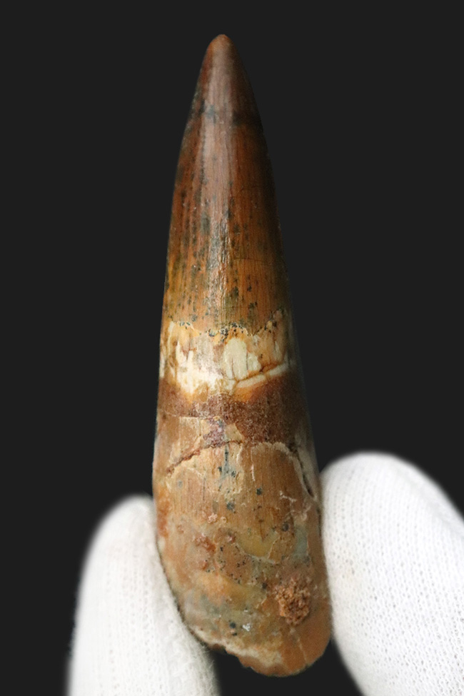 保存状態・サイズ・フォルムすべてが高水準にまとまった、コレクション