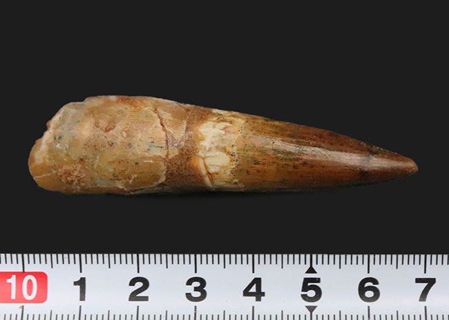 保存状態・サイズ・フォルムすべてが高水準にまとまった、コレクショングレードのスピノサウルス(Spinosaurus)の美麗歯(その10)