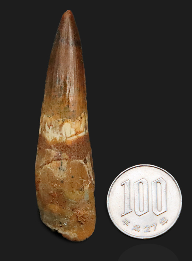 保存状態・サイズ・フォルムすべてが高水準にまとまった、コレクショングレードのスピノサウルス(Spinosaurus)の美麗歯(その11)