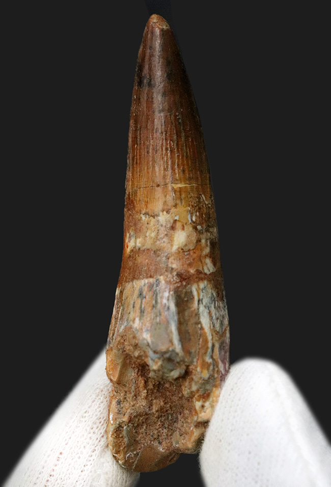 保存状態・サイズ・フォルムすべてが高水準にまとまった、コレクショングレードのスピノサウルス(Spinosaurus)の美麗歯(その3)