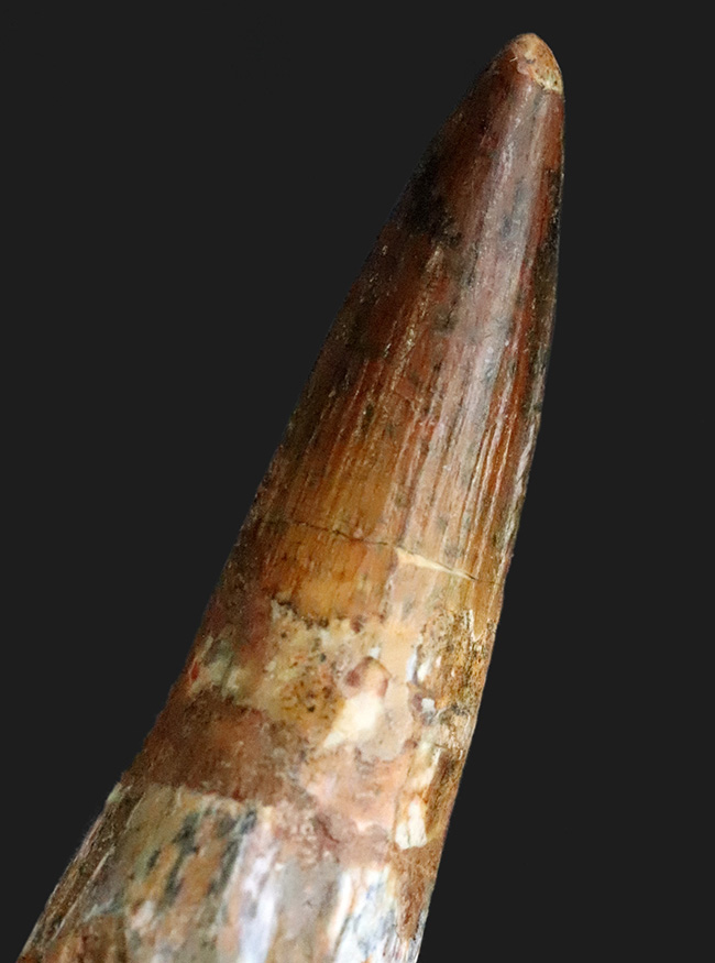 保存状態・サイズ・フォルムすべてが高水準にまとまった、コレクショングレードのスピノサウルス(Spinosaurus)の美麗歯(その4)