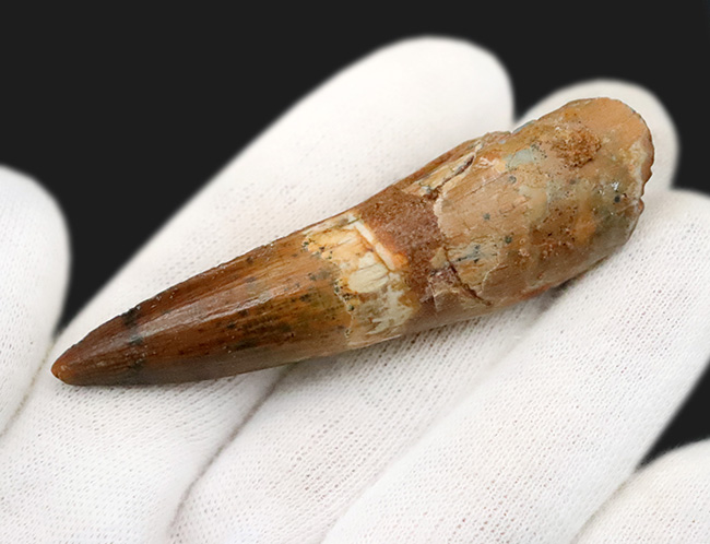 保存状態・サイズ・フォルムすべてが高水準にまとまった、コレクショングレードのスピノサウルス(Spinosaurus)の美麗歯(その5)