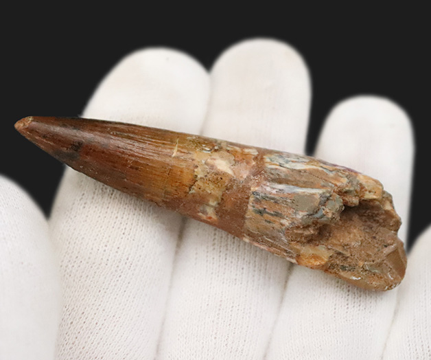 保存状態・サイズ・フォルムすべてが高水準にまとまった、コレクショングレードのスピノサウルス(Spinosaurus)の美麗歯(その6)