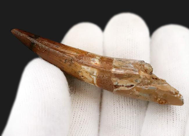 保存状態・サイズ・フォルムすべてが高水準にまとまった、コレクショングレードのスピノサウルス(Spinosaurus)の美麗歯(その7)