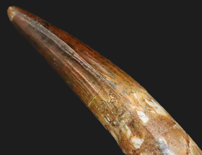 保存状態・サイズ・フォルムすべてが高水準にまとまった、コレクショングレードのスピノサウルス(Spinosaurus)の美麗歯(その8)