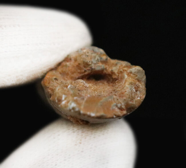 保存状態・サイズ・フォルムすべてが高水準にまとまった、コレクショングレードのスピノサウルス(Spinosaurus)の美麗歯(その9)