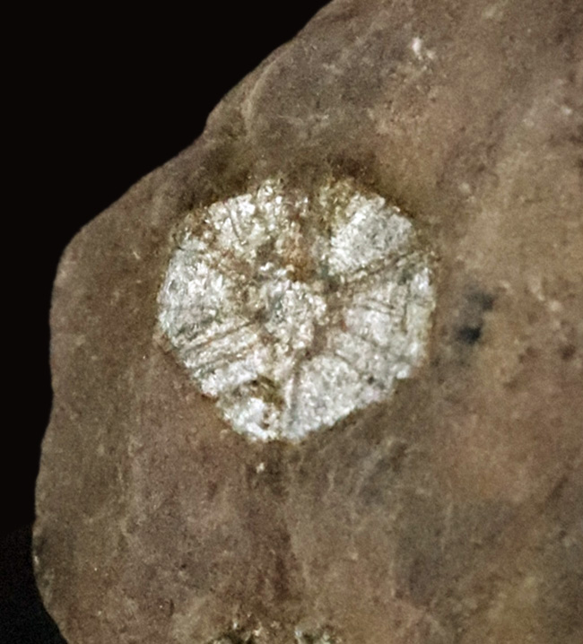 化石セブン初登場｜京都・亀岡市産 桜石 … 稗田野の菫青石（きんせいせき）仮晶（その1）