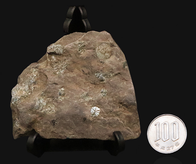 化石セブン初登場｜京都・亀岡市産 桜石 … 稗田野の菫青石（きんせいせき）仮晶（その10）