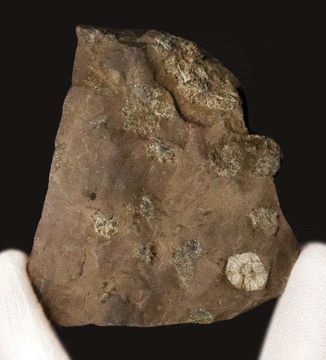 化石セブン初登場｜京都・亀岡市産 桜石 … 稗田野の菫青石（きんせいせき）仮晶（その2）