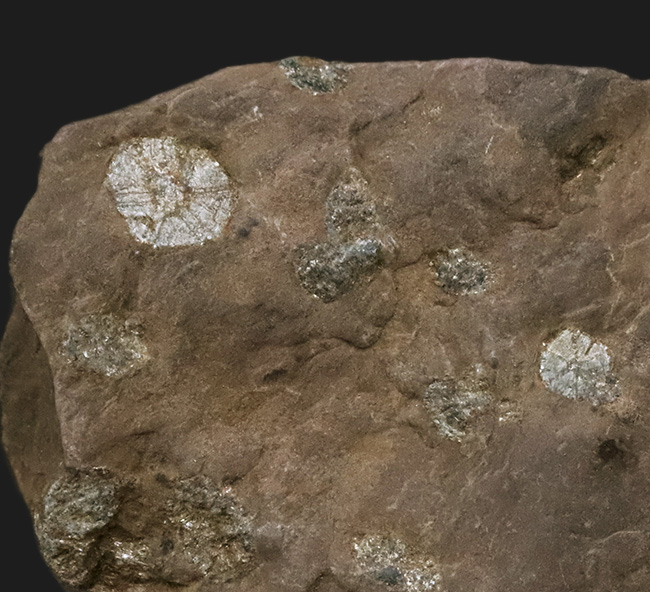 化石セブン初登場｜京都・亀岡市産 桜石 … 稗田野の菫青石（きんせいせき）仮晶（その3）