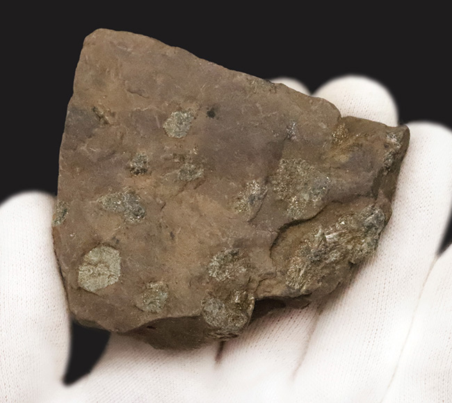 化石セブン初登場｜京都・亀岡市産 桜石 … 稗田野の菫青石（きんせいせき）仮晶（その4）