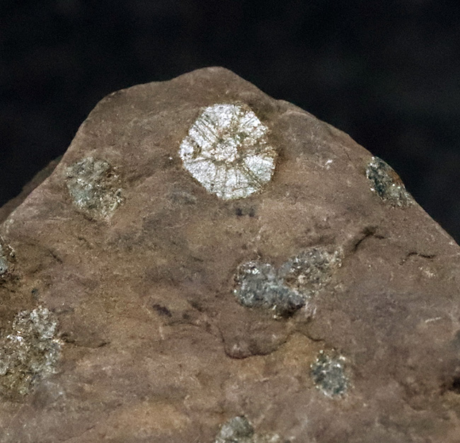 化石セブン初登場｜京都・亀岡市産 桜石 … 稗田野の菫青石（きんせいせき）仮晶（その5）