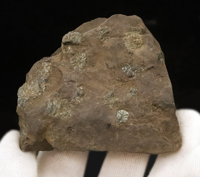 化石セブン初登場｜京都・亀岡市産 桜石 … 稗田野の菫青石（きんせいせき）仮晶（その7）