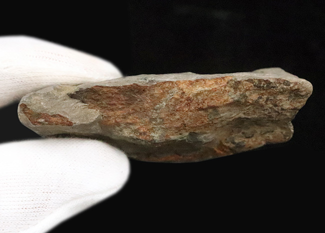 化石セブン初登場｜京都・亀岡市産 桜石 … 稗田野の菫青石（きんせいせき）仮晶（その8）