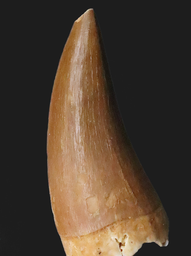 滑らかで美しいカーブが印象的な、コレクショングレードのモササウルス（Mosasaurus）の歯化石（その1）