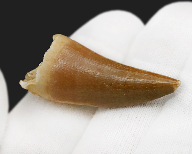 滑らかで美しいカーブが印象的な、コレクショングレードのモササウルス（Mosasaurus）の歯化石（その3）