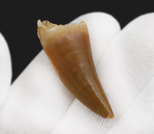 滑らかで美しいカーブが印象的な、コレクショングレードのモササウルス（Mosasaurus）の歯化石（その4）