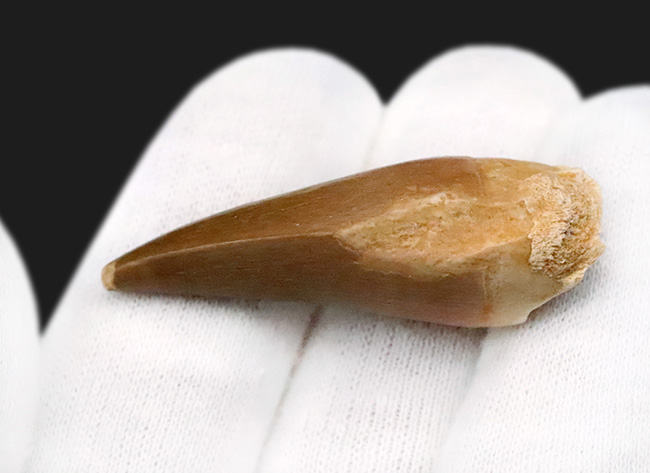 滑らかで美しいカーブが印象的な、コレクショングレードのモササウルス（Mosasaurus）の歯化石（その5）