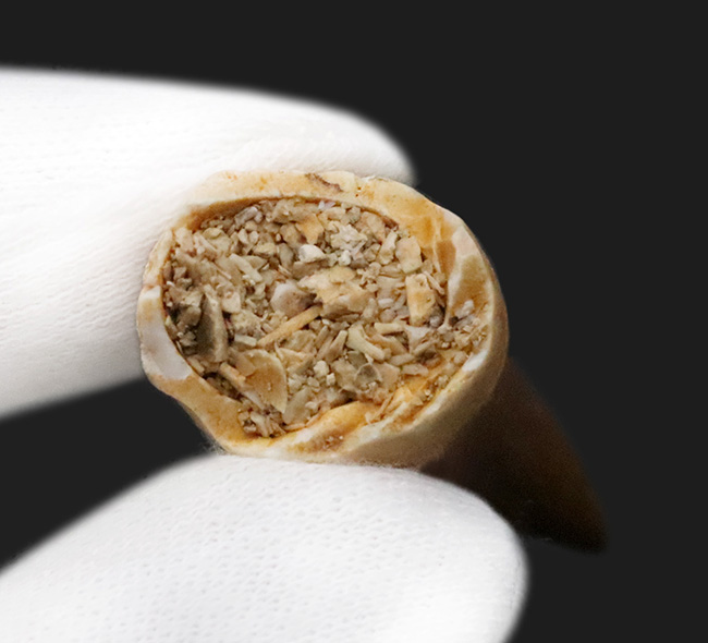 滑らかで美しいカーブが印象的な、コレクショングレードのモササウルス（Mosasaurus）の歯化石（その7）