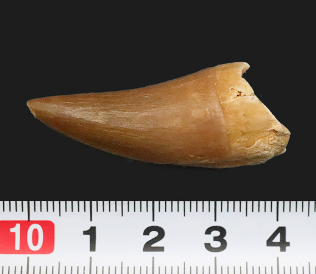 滑らかで美しいカーブが印象的な、コレクショングレードのモササウルス（Mosasaurus）の歯化石（その8）